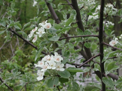 Shipova blossoms