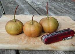 Shipova fruit