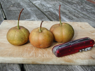 Shipova fruit