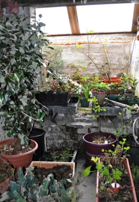 Inside basement greenhouse