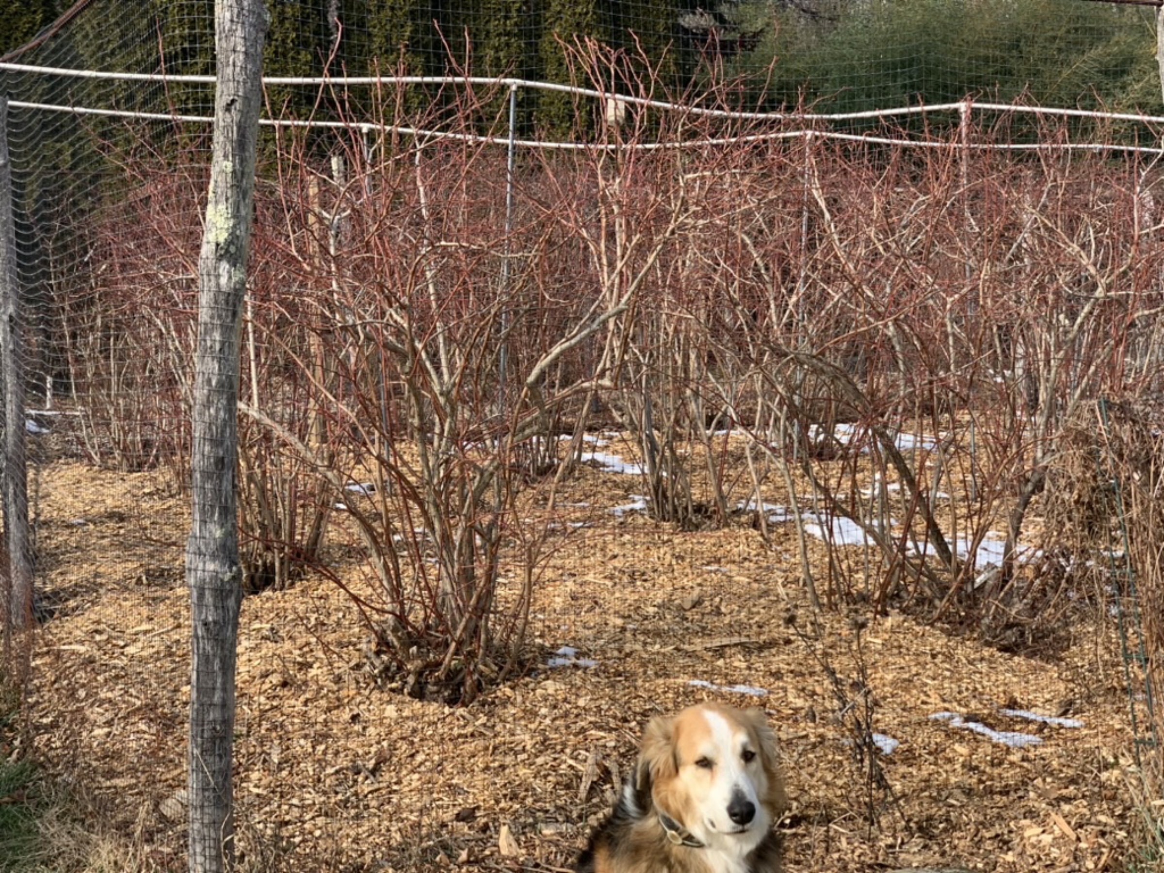 My "fertilized" blueberries