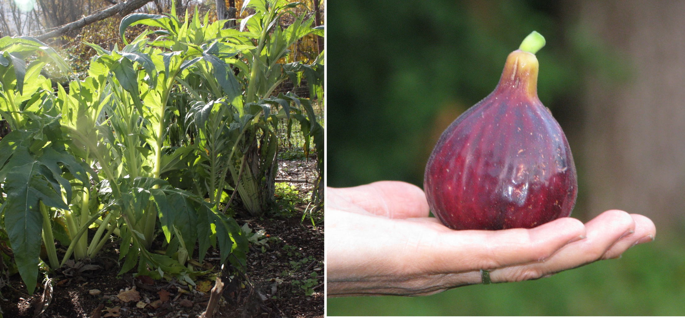 Cardoon & Fig