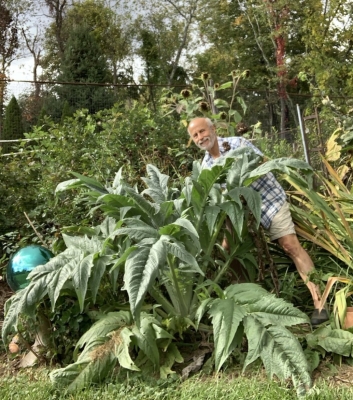 Cardoon in leaf