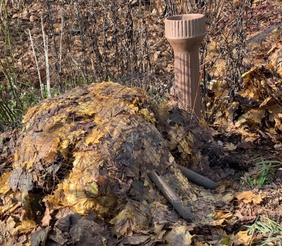 Cardoon covered for winter