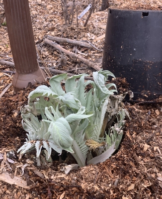 Cardoon uncovered