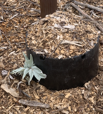 Cardoon escaping winter cover