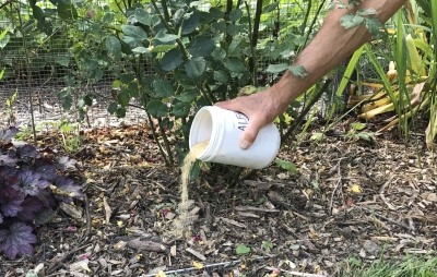 Applying soybean meal fertilizer