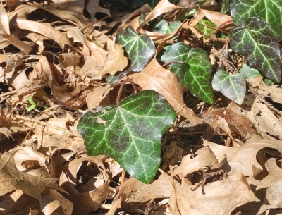 Juvenile English ivy leaves