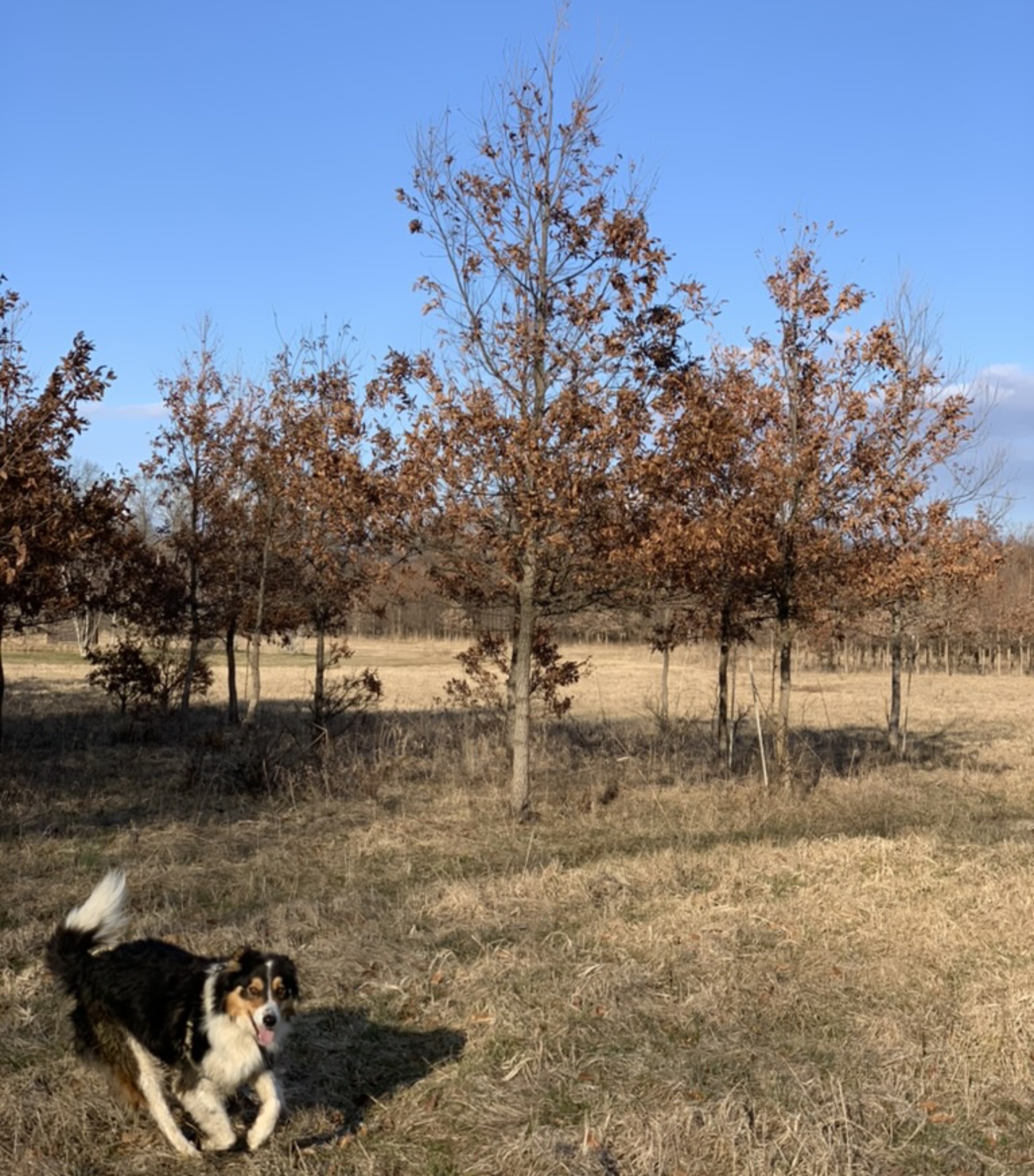 Juvenile oak trees