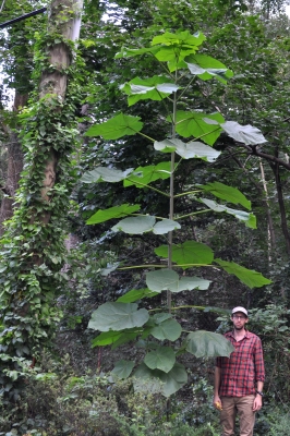 Large leaves and rampant sprouts of Paulownia near David (who is tall)