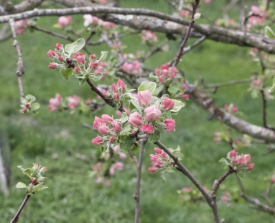 apple tree blossoms