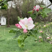Apple blossom and spur