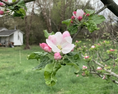 Apple blossom and spur