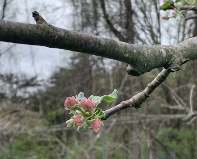 Apple spur on underside of branch