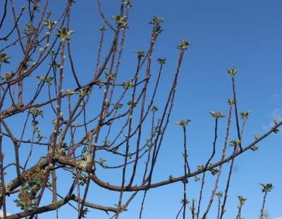 Apple watersprouts