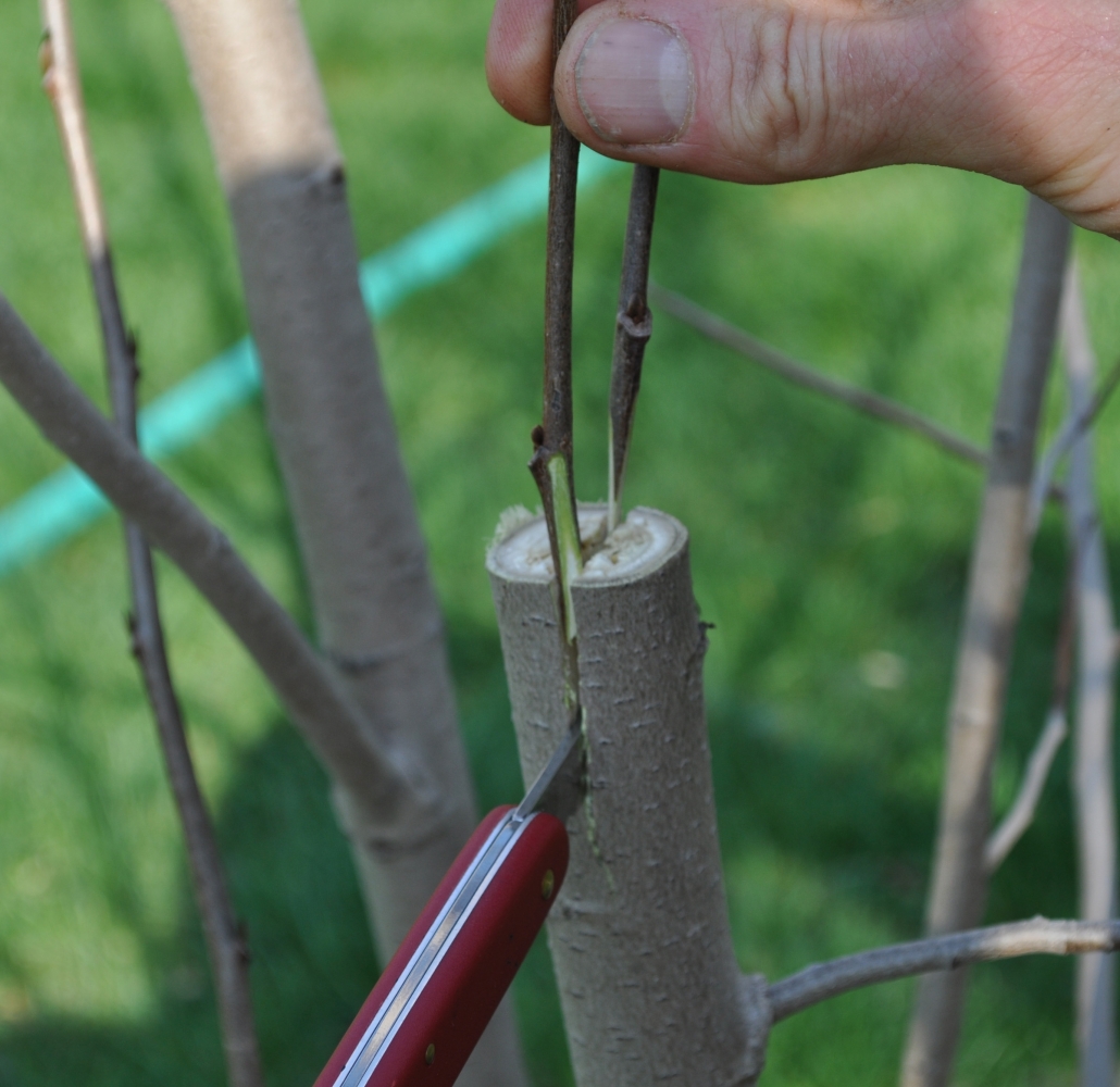 PRUNING AN APPLE TREE, A NECESSARY EVIL – Lee Reich