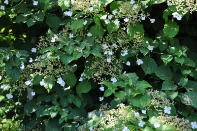 Close up of climbing hydrangea flowers