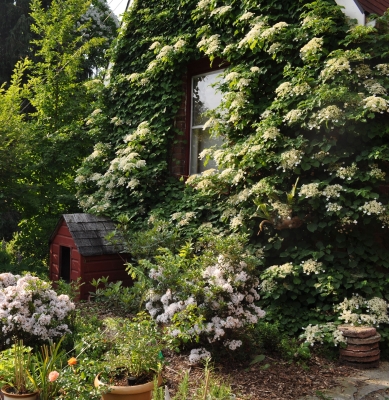 Climbing hydrangea on my home