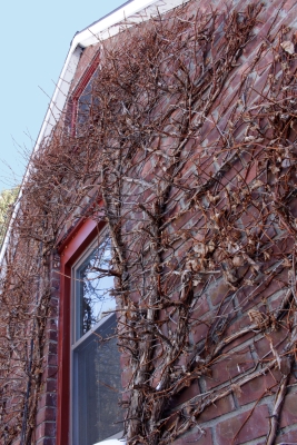 Climbing hydrangea before leafing out