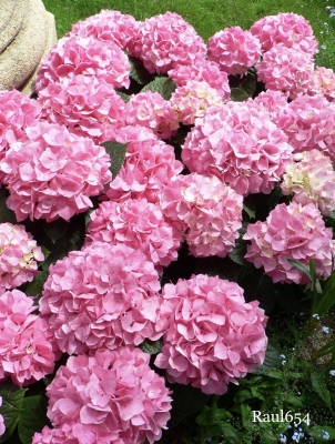 Pink Bigleaf Hydrangea