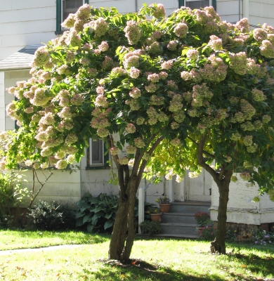 PeeGee hydrangea