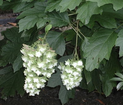 Oakleaf hydrangea