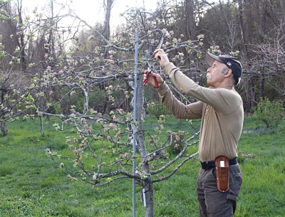 Me pruning my apple tree