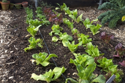 Four rows of lettuce in a bed