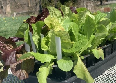 Lettuce ready for transplanting