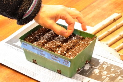 Sowing lettuce seeds in a seed flat