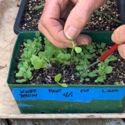 Lifting lettuce seedling
