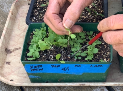 Lifting lettuce seedling