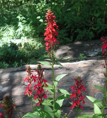 Cardinal flower