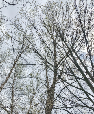 Canopy of mini-forest