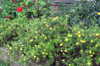 Potentilla plants