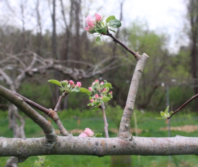 Watersprout shortened to flower cluster