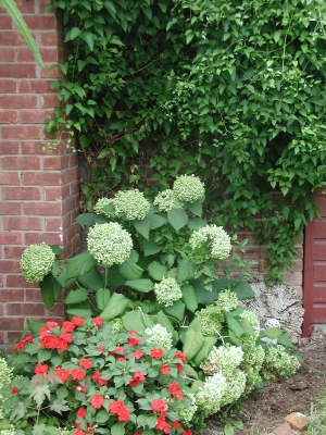 Hydrangea, impatiens, and clematis