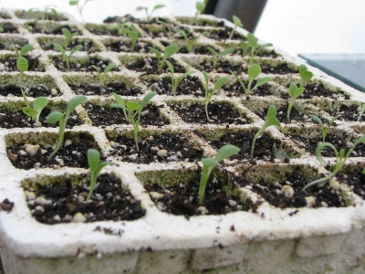 lettuce seedlings, pricked out