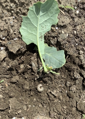 Cutworm and broccoli