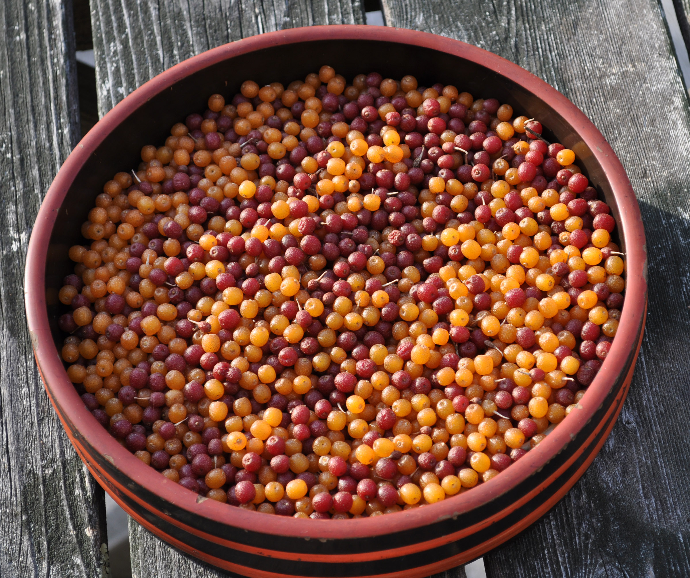 Autumn olive fruit, ready to eat