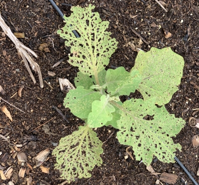 Fleabeetles on eggplant