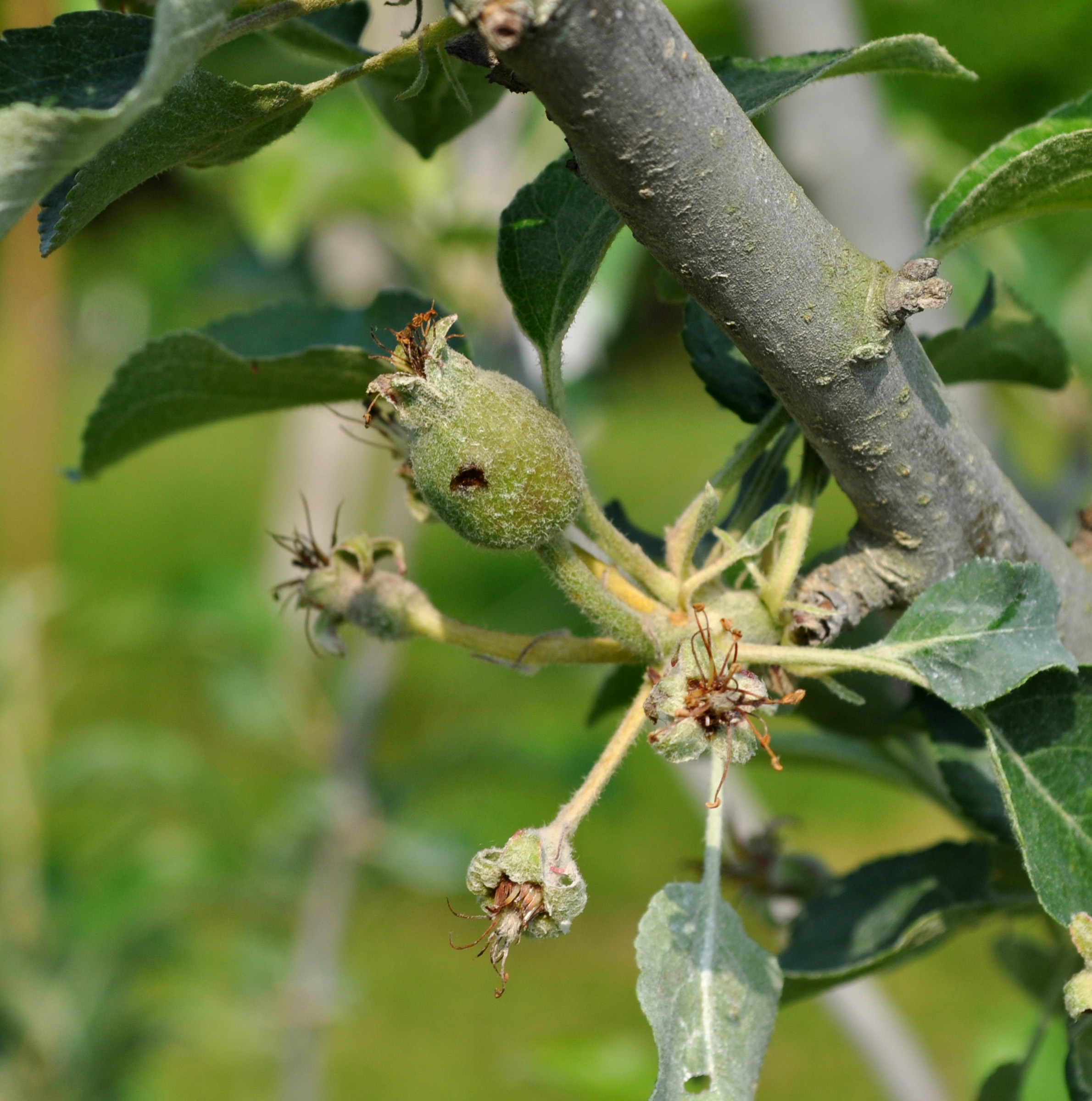 Curculio scar on apple fruitlet