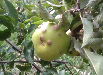 Curculio scar on maturing apple