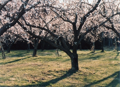 Apricot trees in bloom
