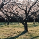 Apricot trees in bloom