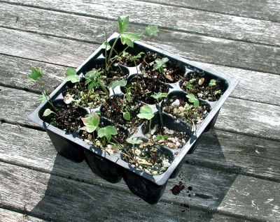 Delphinium seedlings