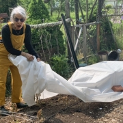 Uncovering frosted tomatoes