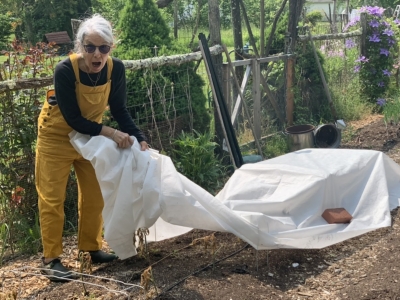 Uncovering frosted tomatoes