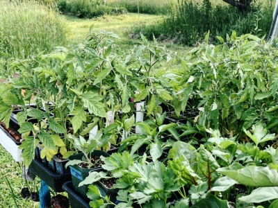 Vegetable seedlings ready for planting out