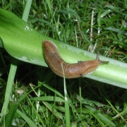 Slug